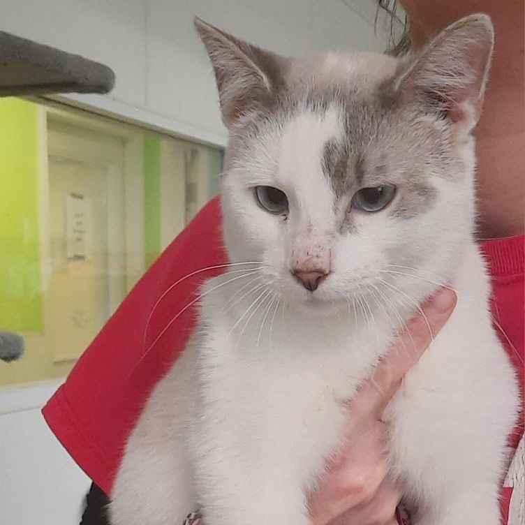 Enlarge Spanky, a ADOPTABLE mixed breed in Metropolis, IL image 2/2