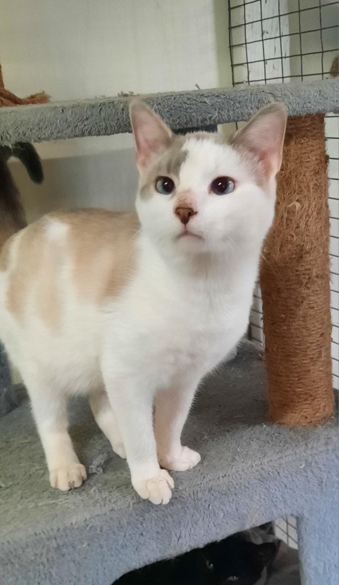 Enlarge Spanky, a ADOPTABLE mixed breed in Metropolis, IL image 1/2