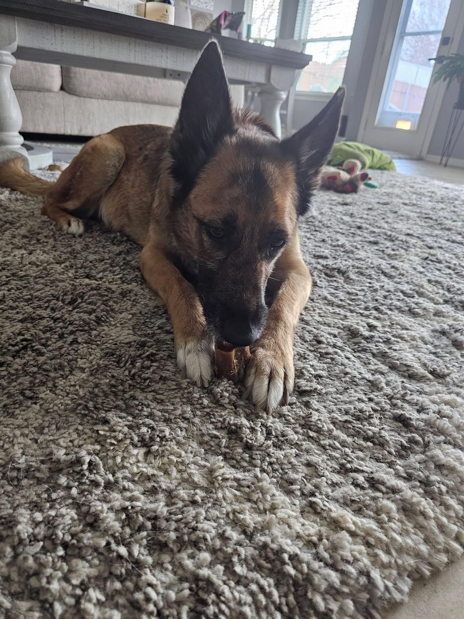 Enlarge Sarabi , a ADOPTABLE German Shepherd Dog in Dallas, TX image 2/4