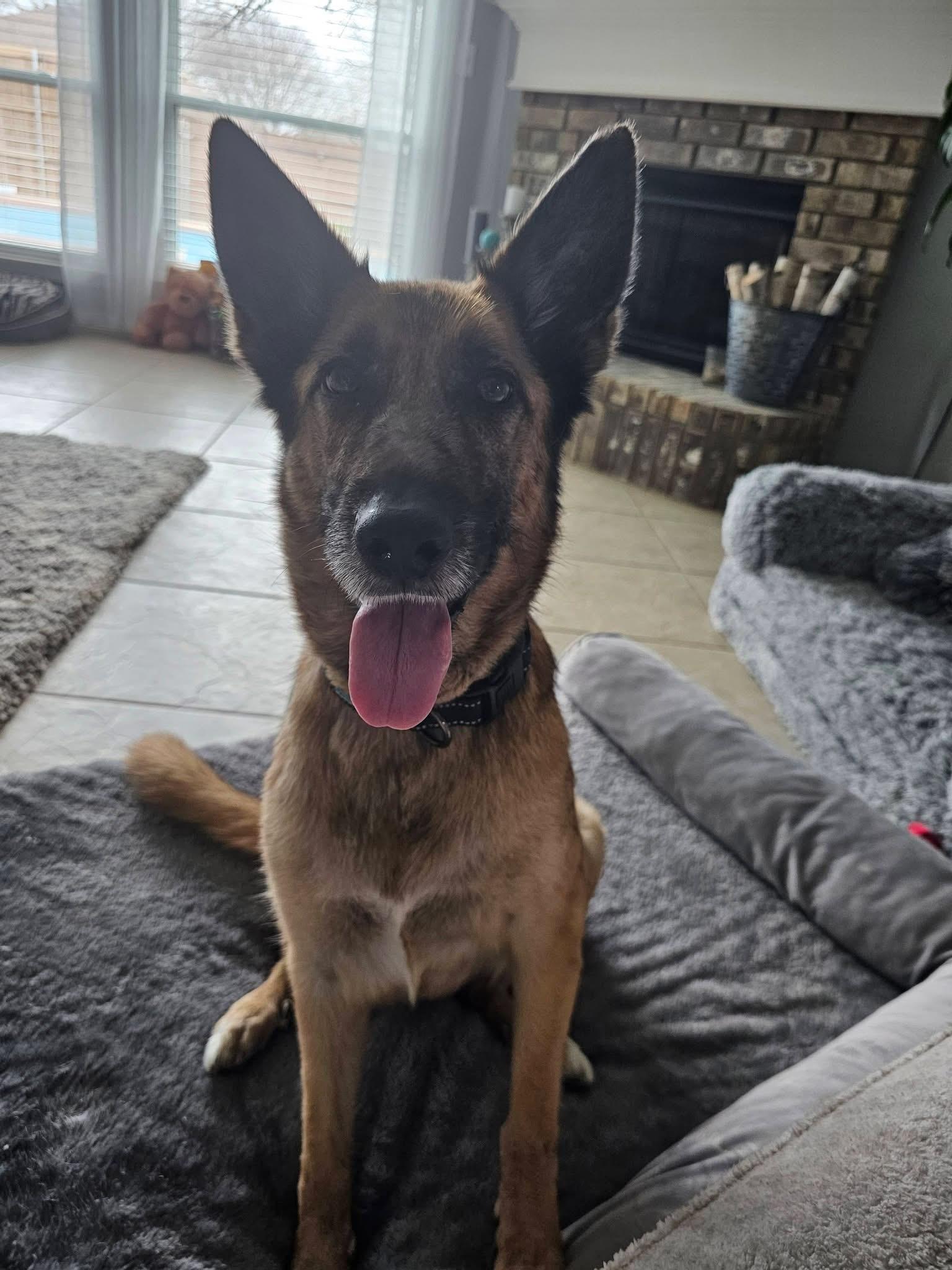 Enlarge Sarabi , a ADOPTABLE German Shepherd Dog in Dallas, TX image 1/4