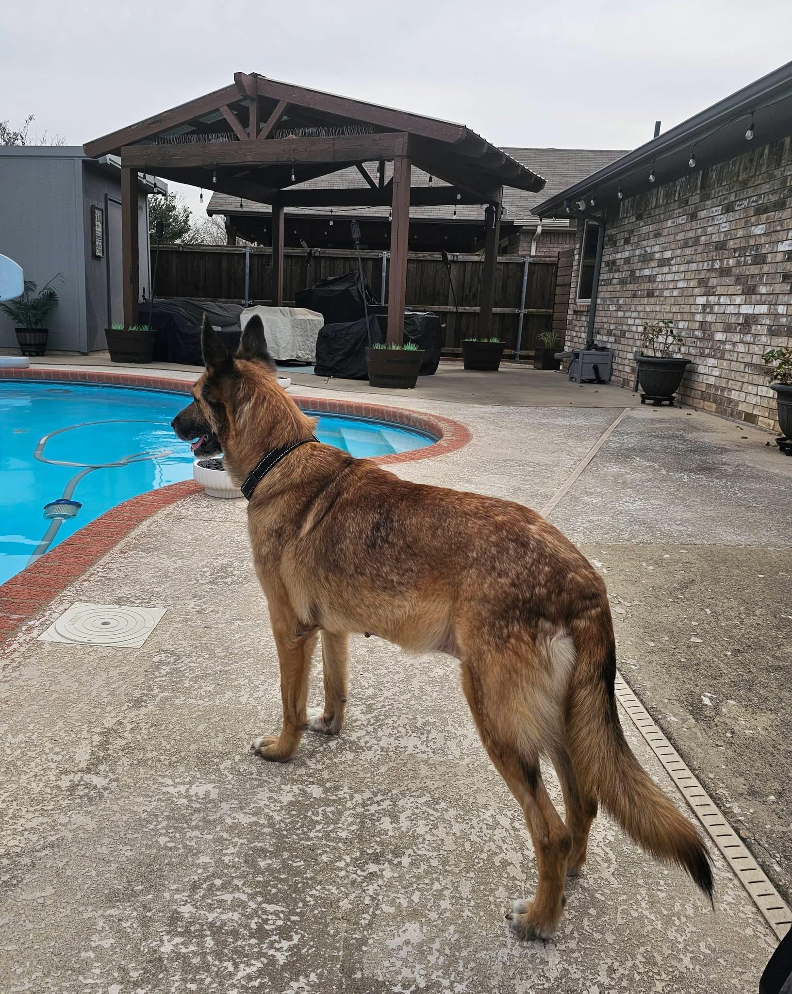 Enlarge Sarabi , a ADOPTABLE German Shepherd Dog in Dallas, TX image 4/4