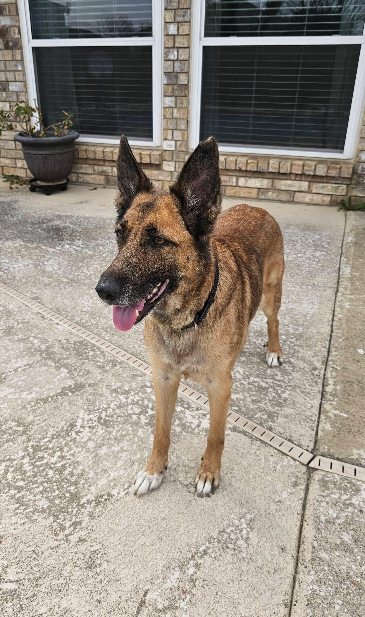 Enlarge Sarabi , a ADOPTABLE German Shepherd Dog in Dallas, TX image 3/4