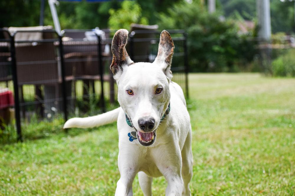 Enlarge Peter, a Adoptable mixed breed in New Albany, OH image 3/6