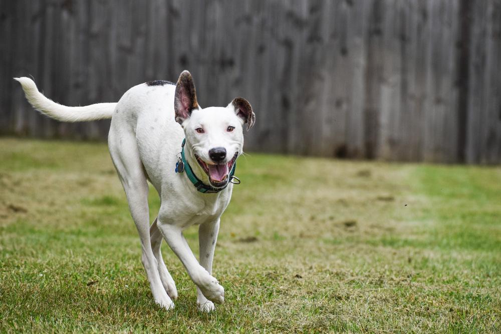 Peter, a Adoptable mixed breed in New Albany, OH image 2/3