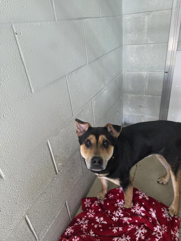 Enlarge Trixie, a Adoptable mixed breed in Camden, TN image 1/1