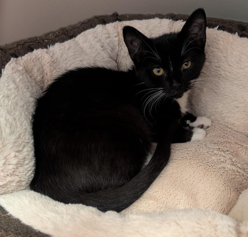 Enlarge Romanoff, a Adoptable mixed breed in Fort Myers, FL image 1/1