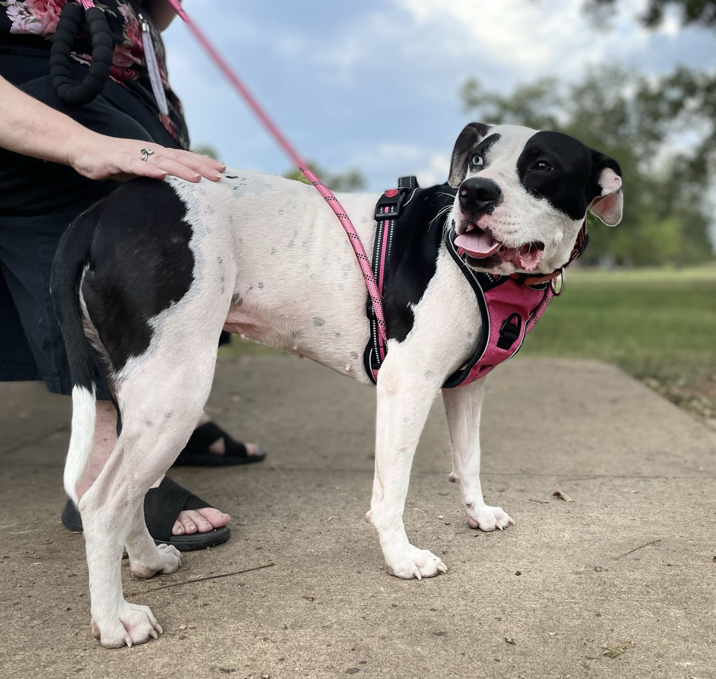 Skyla, an adoptable Pit Bull Terrier, Pointer in Georgetown, TX, 78633 | Photo Image 1