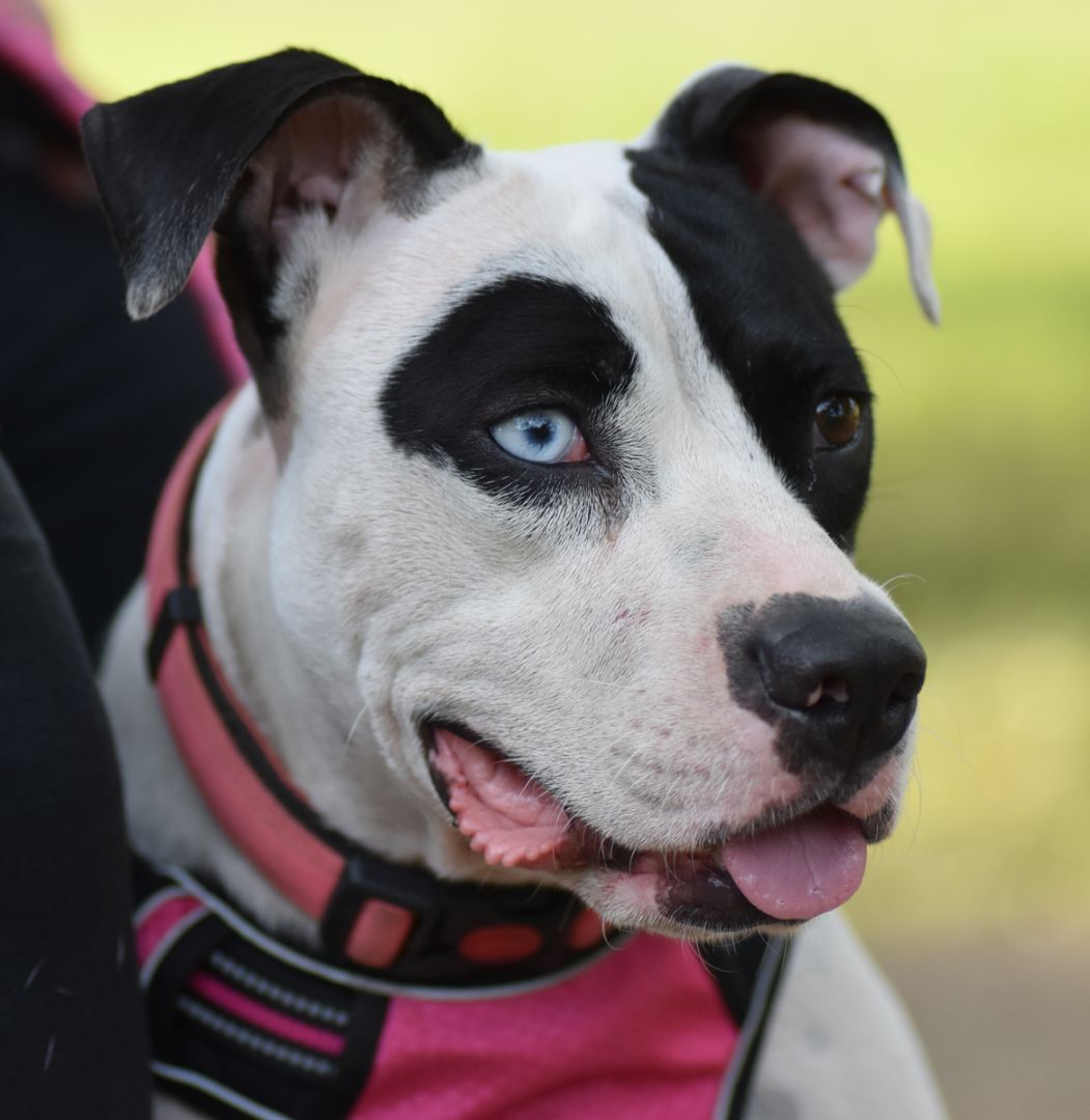 Skyla, an adoptable Pit Bull Terrier, Pointer in Georgetown, TX, 78633 | Photo Image 2