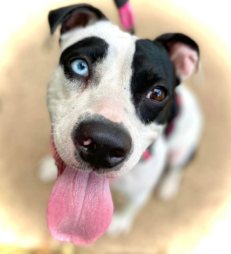 Skyla, an adoptable Pit Bull Terrier, Pointer in Georgetown, TX, 78633 | Photo Image 4