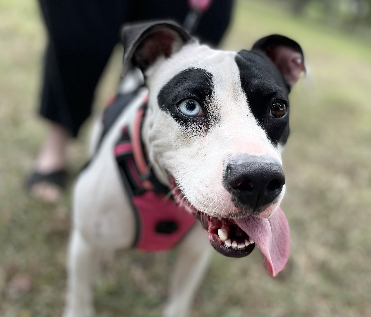 Skyla, an adoptable Pit Bull Terrier, Pointer in Georgetown, TX, 78633 | Photo Image 3