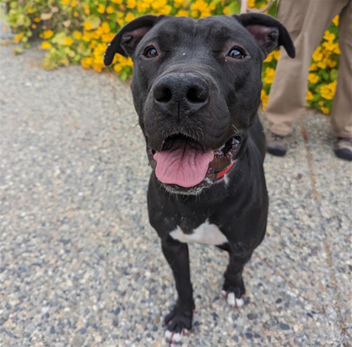 BABY, Adoptable, Adult Female Pit Bull Terrier & Mixed Breed.