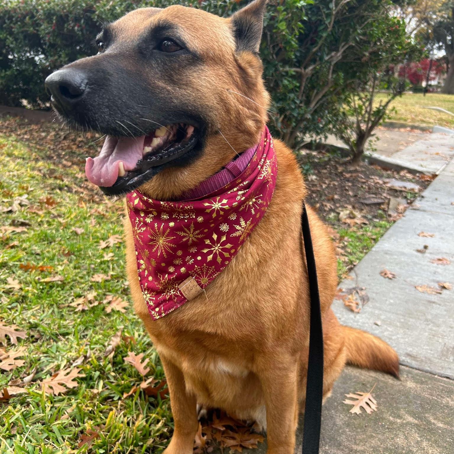 Mia, Adult Female German Shepherd Dog