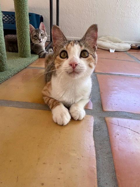 Audrey, Adoptable, Young Female Domestic Short Hair.