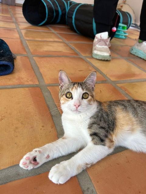 Enlarge Audrey, a Adoptable Domestic Short Hair in Dripping Springs, TX image 2/3