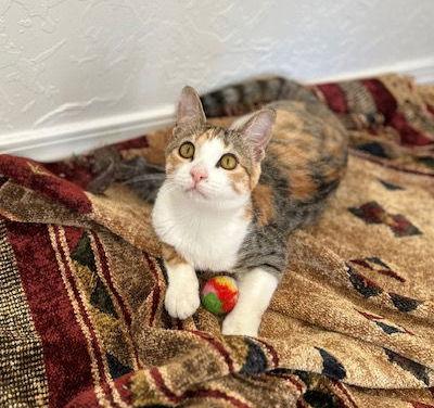 Enlarge Audrey, a Adoptable Domestic Short Hair in Dripping Springs, TX image 3/3