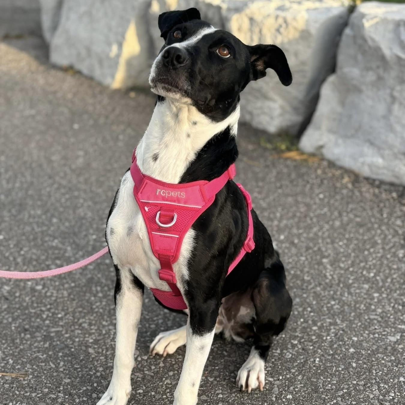Enlarge Dixi, a ADOPTABLE mixed breed in Milton, ON image 4/6