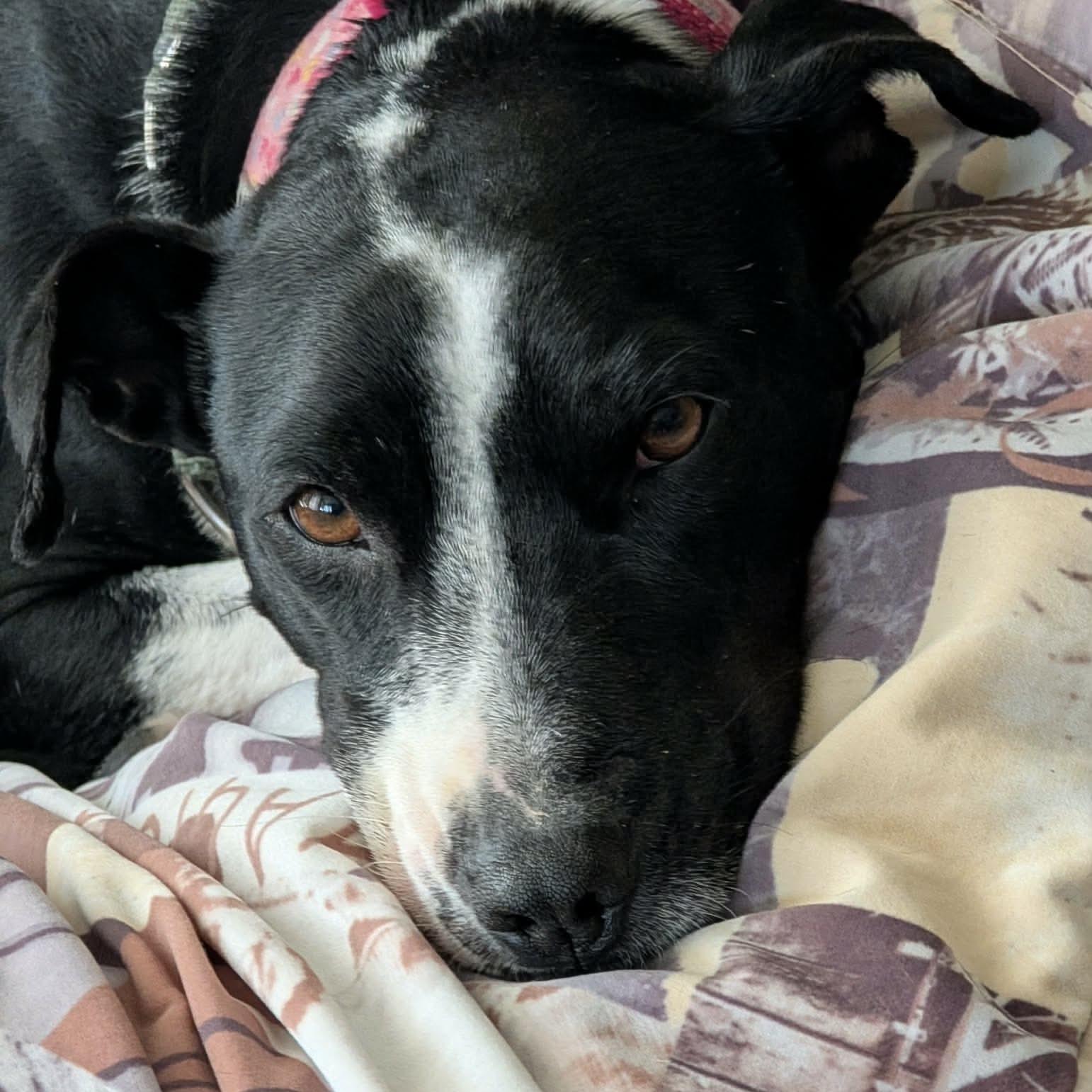 Enlarge Dixi, a ADOPTABLE mixed breed in Milton, ON image 5/6