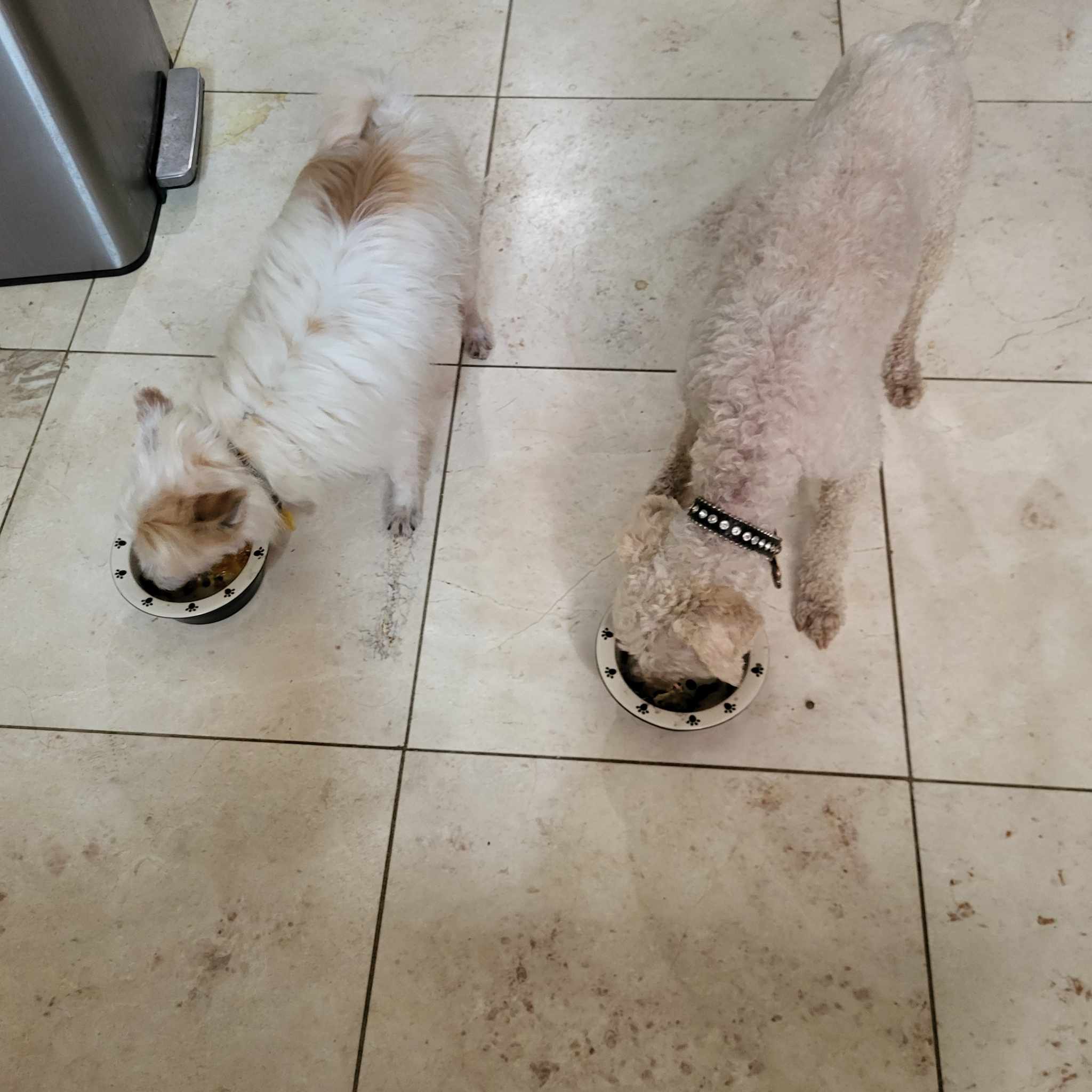 SAWYER CRUZ, adopted, Adult Male Maltese & Chinese Crested Dog.