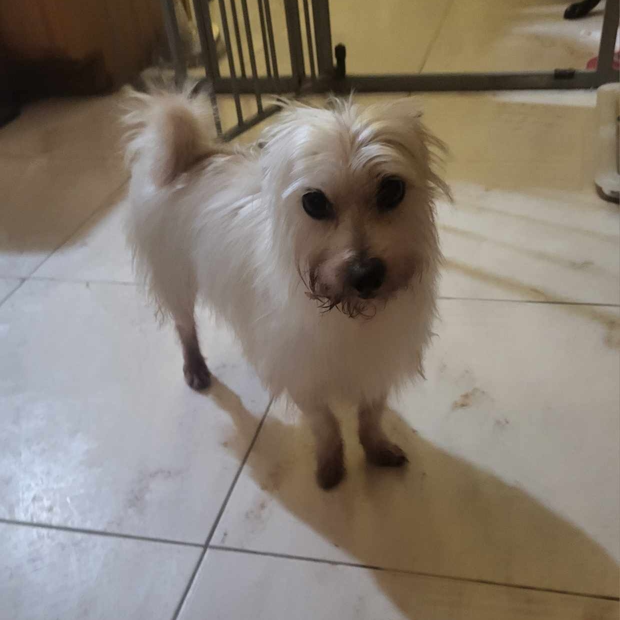 Enlarge SAWYER CRUZ, an adopted mixed breed in Cathedral City, CA image 2/4