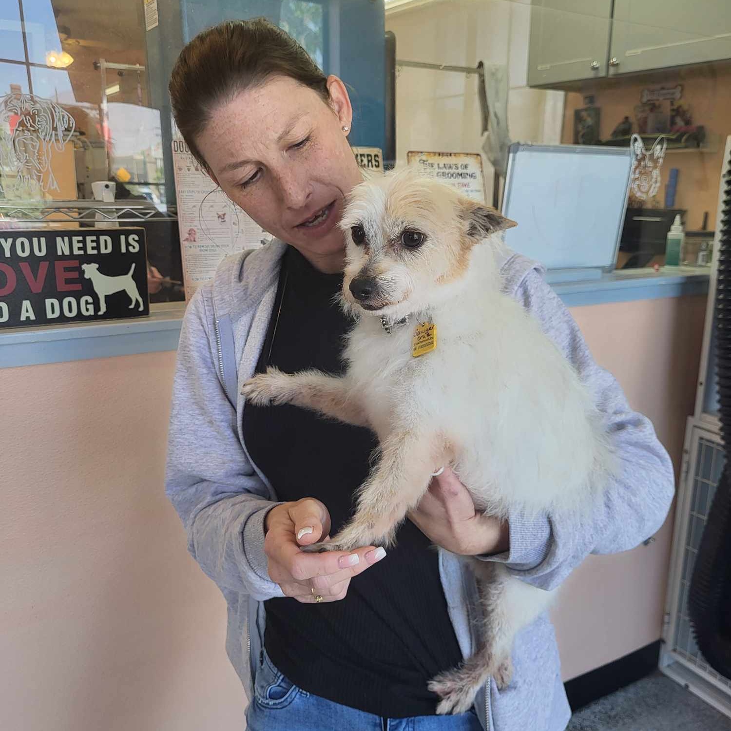 SAWYER CRUZ, adopted, Adult Male Maltese & Chinese Crested Dog.