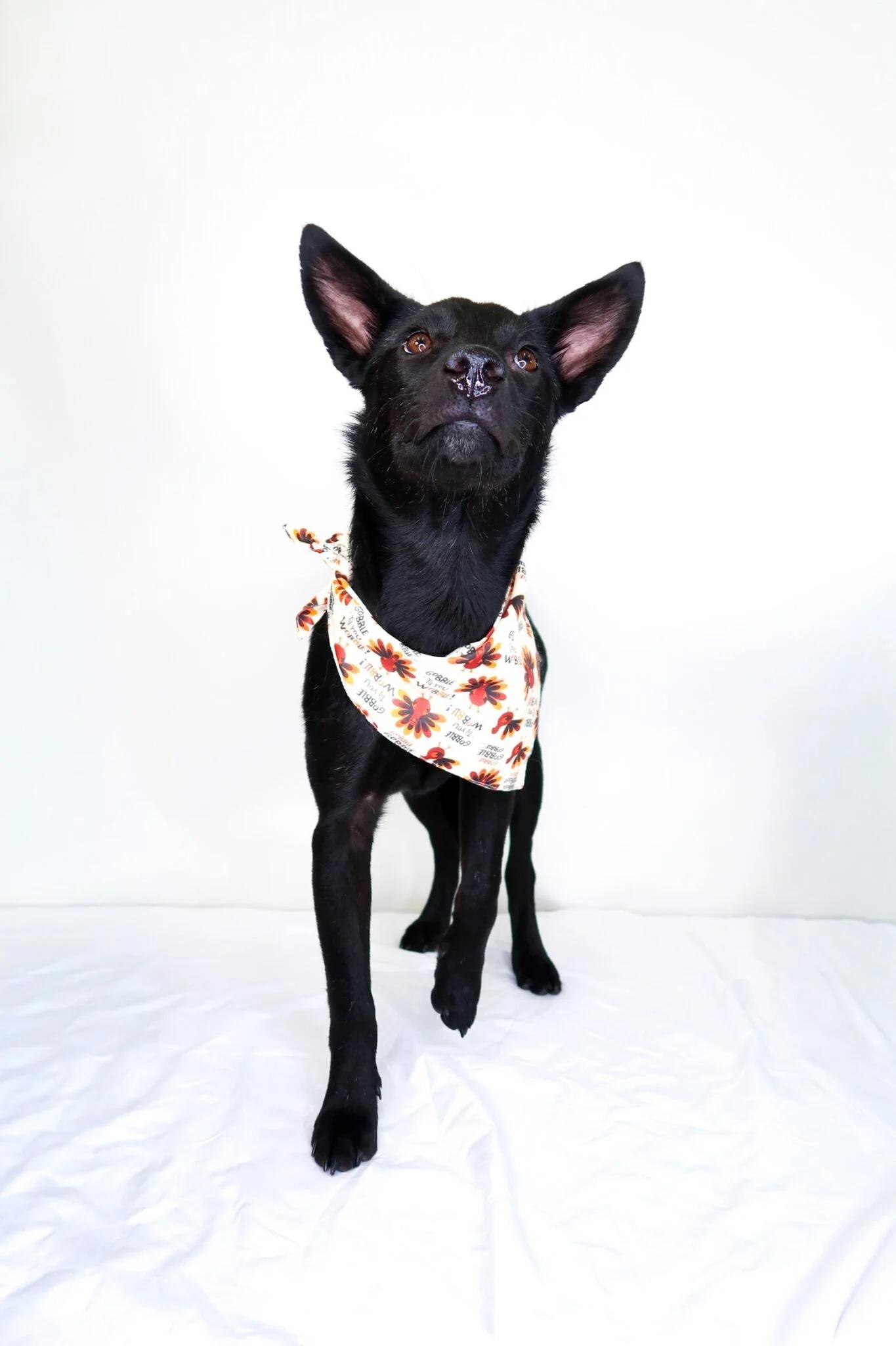 Bellini, an adoption pending mixed breed in Bixby, OK image 1/5