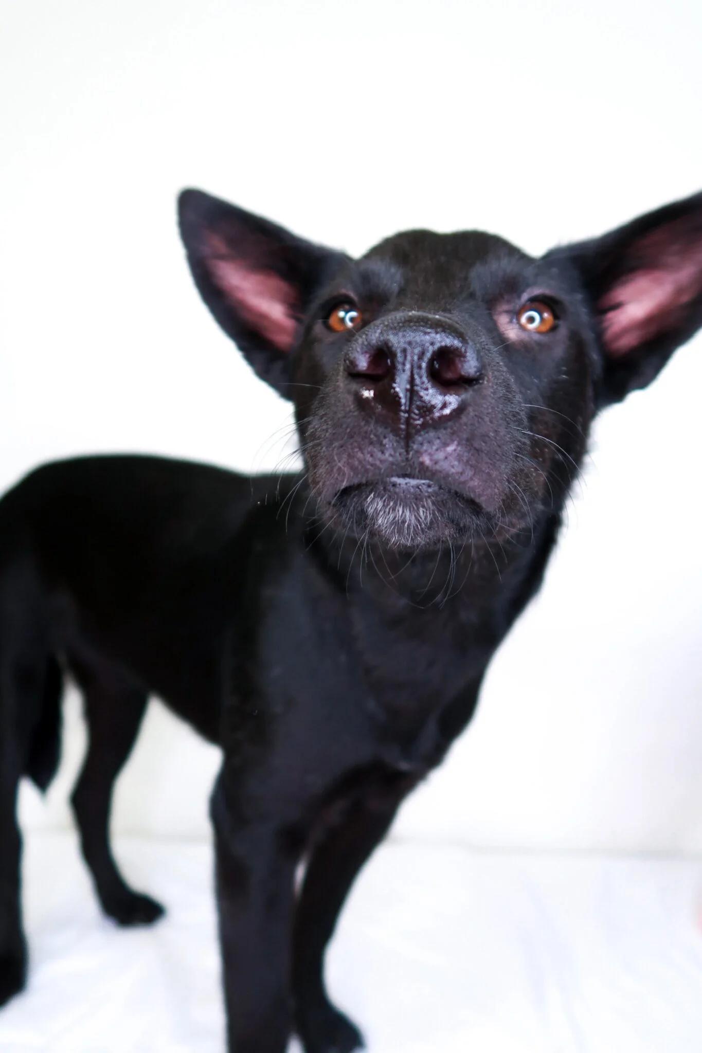 Bellini, an adoption pending mixed breed in Bixby, OK image 2/5