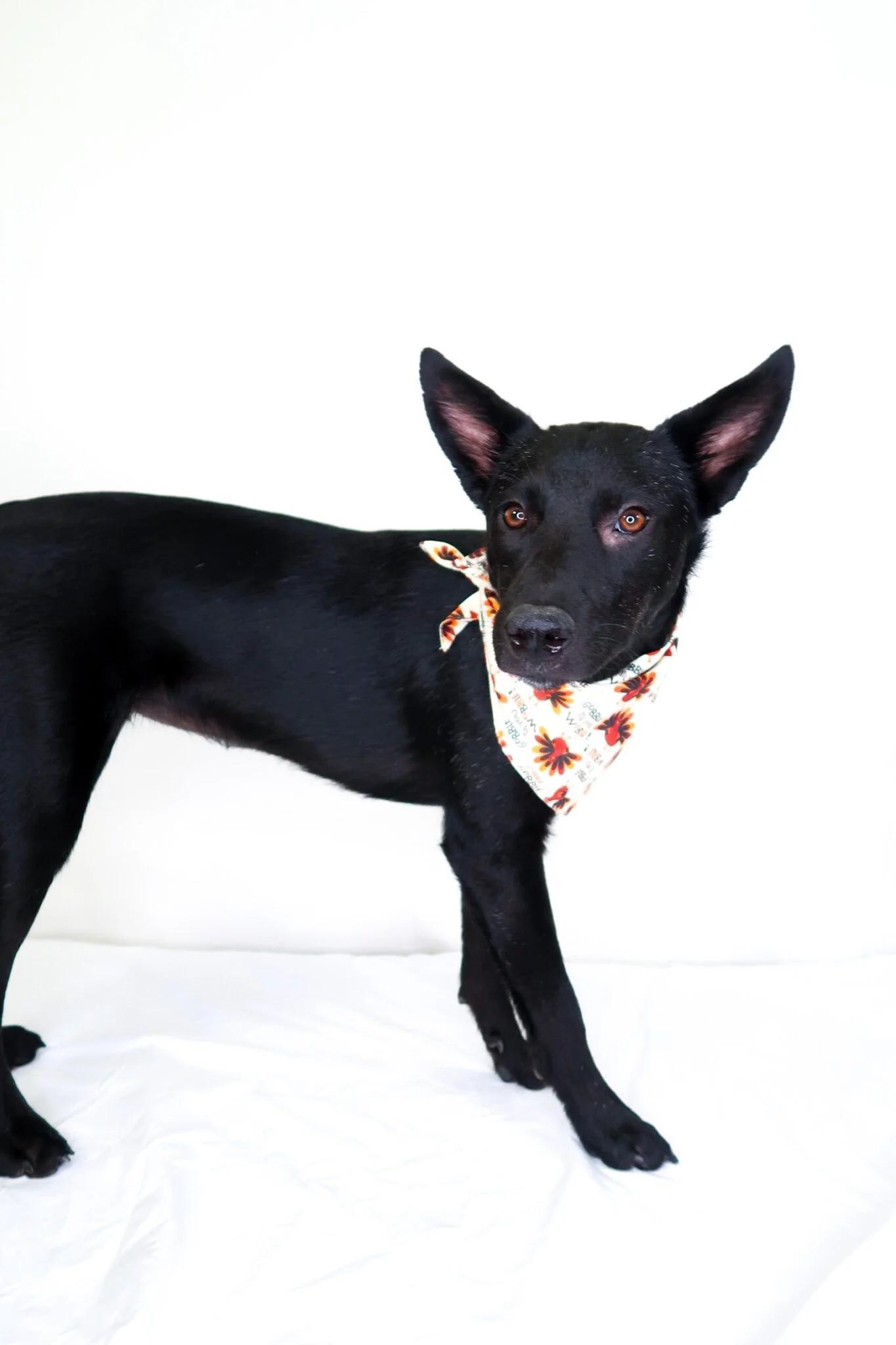 Bellini, an adoption pending mixed breed in Bixby, OK image 3/5