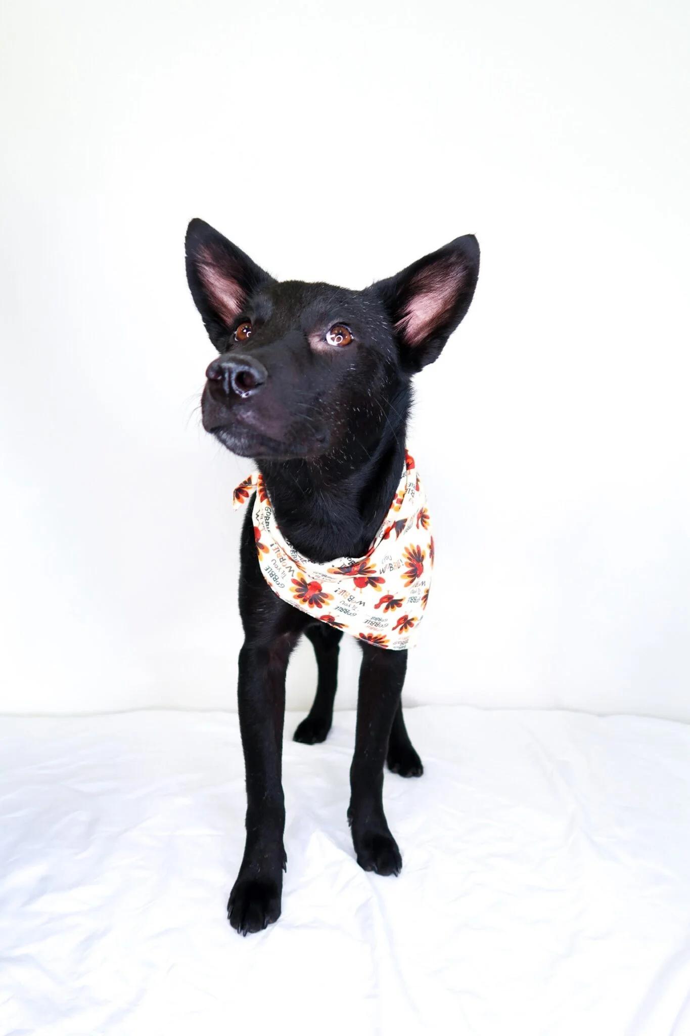 Bellini, an adoption pending mixed breed in Bixby, OK image 4/5