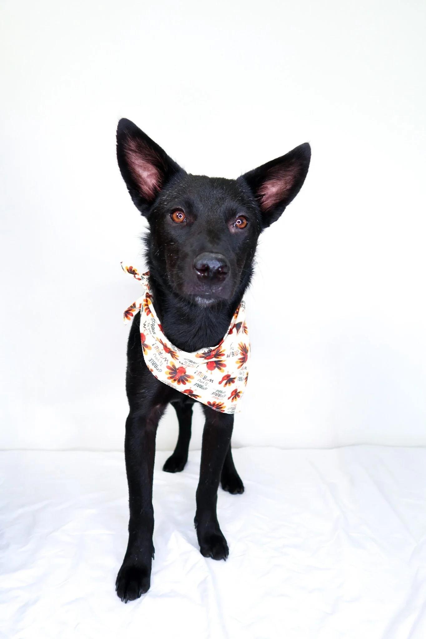 Bellini, an adoption pending mixed breed in Bixby, OK image 5/5