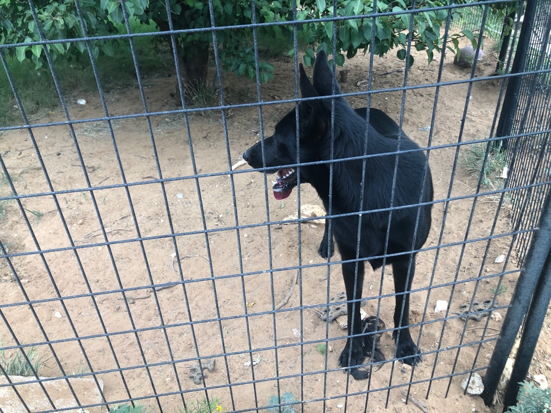 Misty, a Adoptable German Shepherd Dog image 1/12