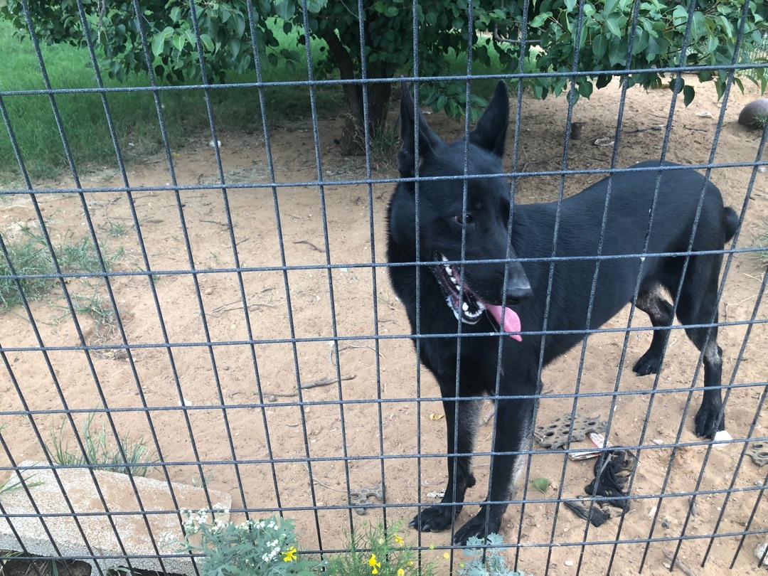 Misty, a Adoptable German Shepherd Dog image 2/12