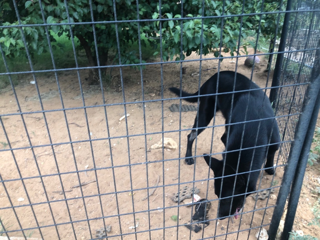 Misty, a Adoptable German Shepherd Dog image 3/12