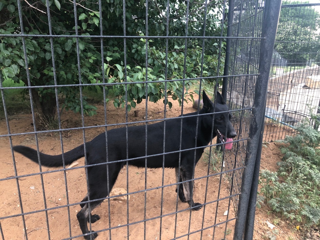 Misty, a Adoptable German Shepherd Dog image 4/12