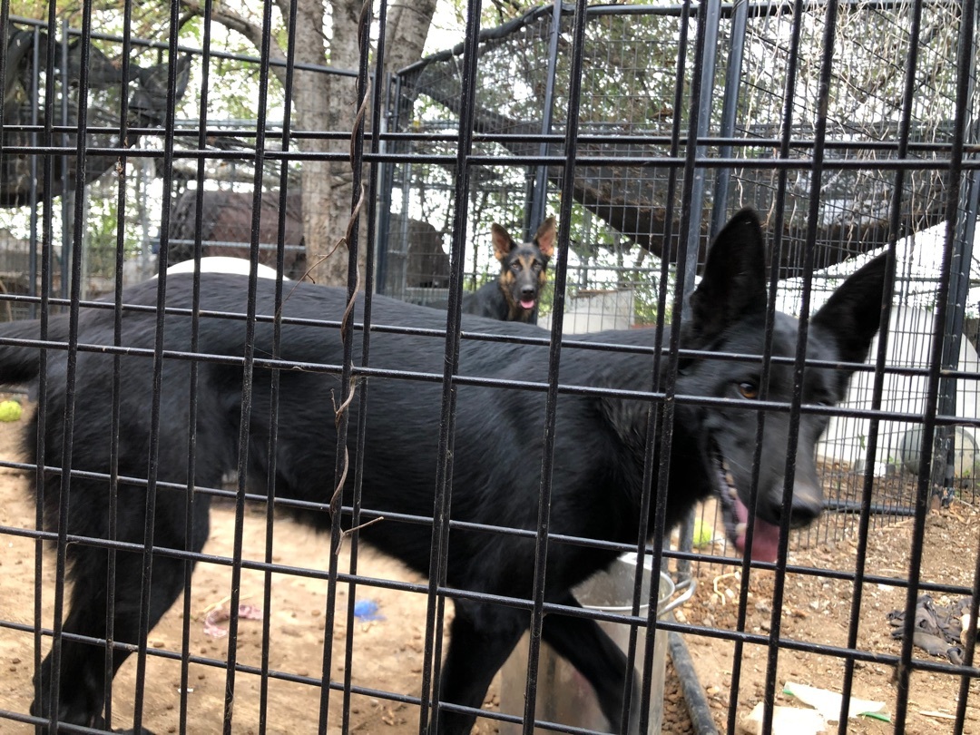 Misty, a Adoptable German Shepherd Dog image 5/12