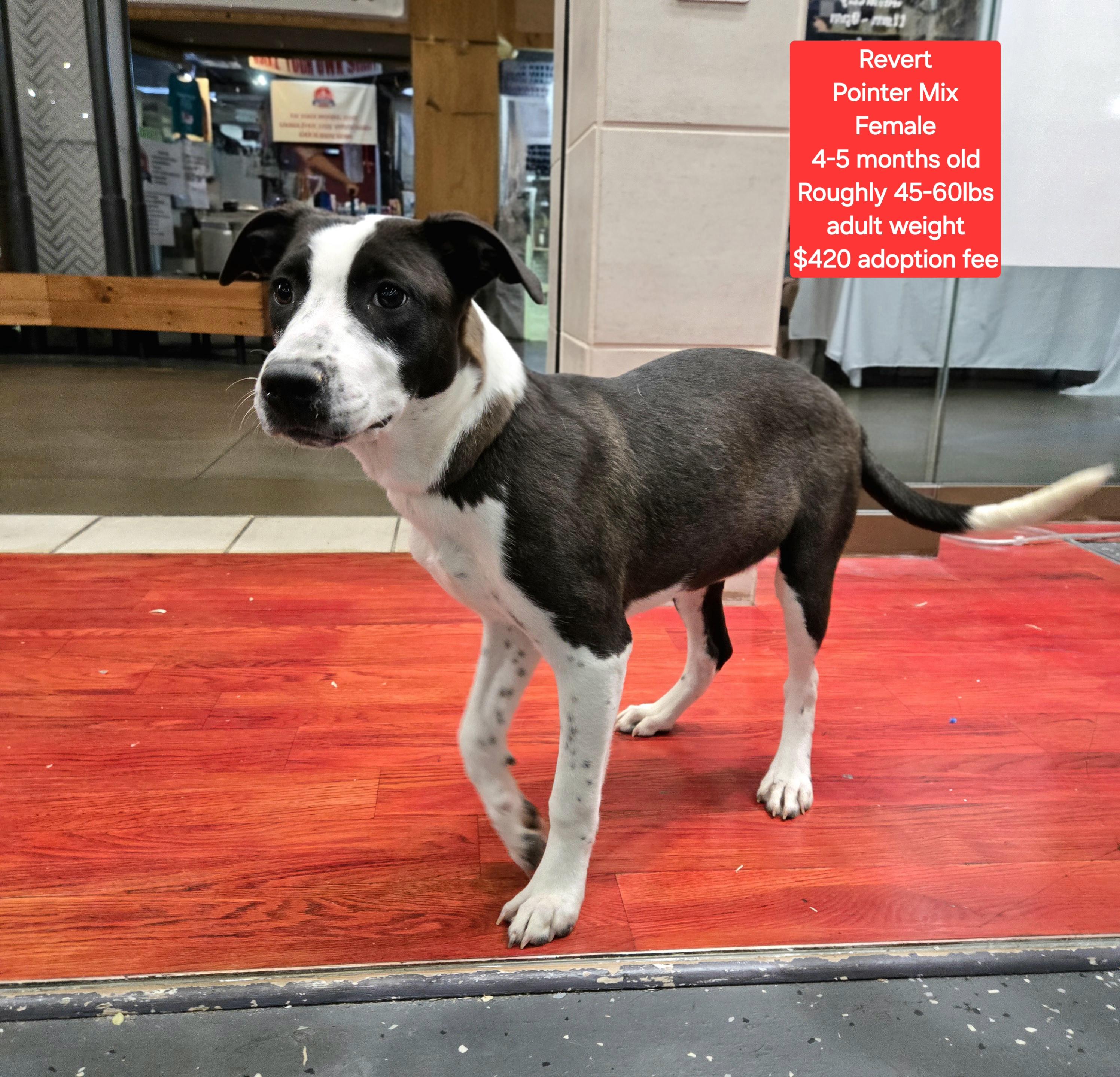 Enlarge Revert, a Adoptable mixed breed in Oviedo, FL image 1/1