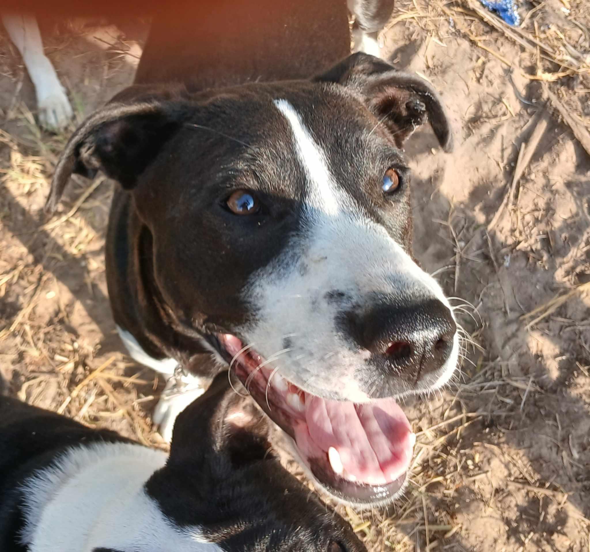 Enlarge Juan Carlos, a Adoptable mixed breed in Kennewick, WA image 3/6