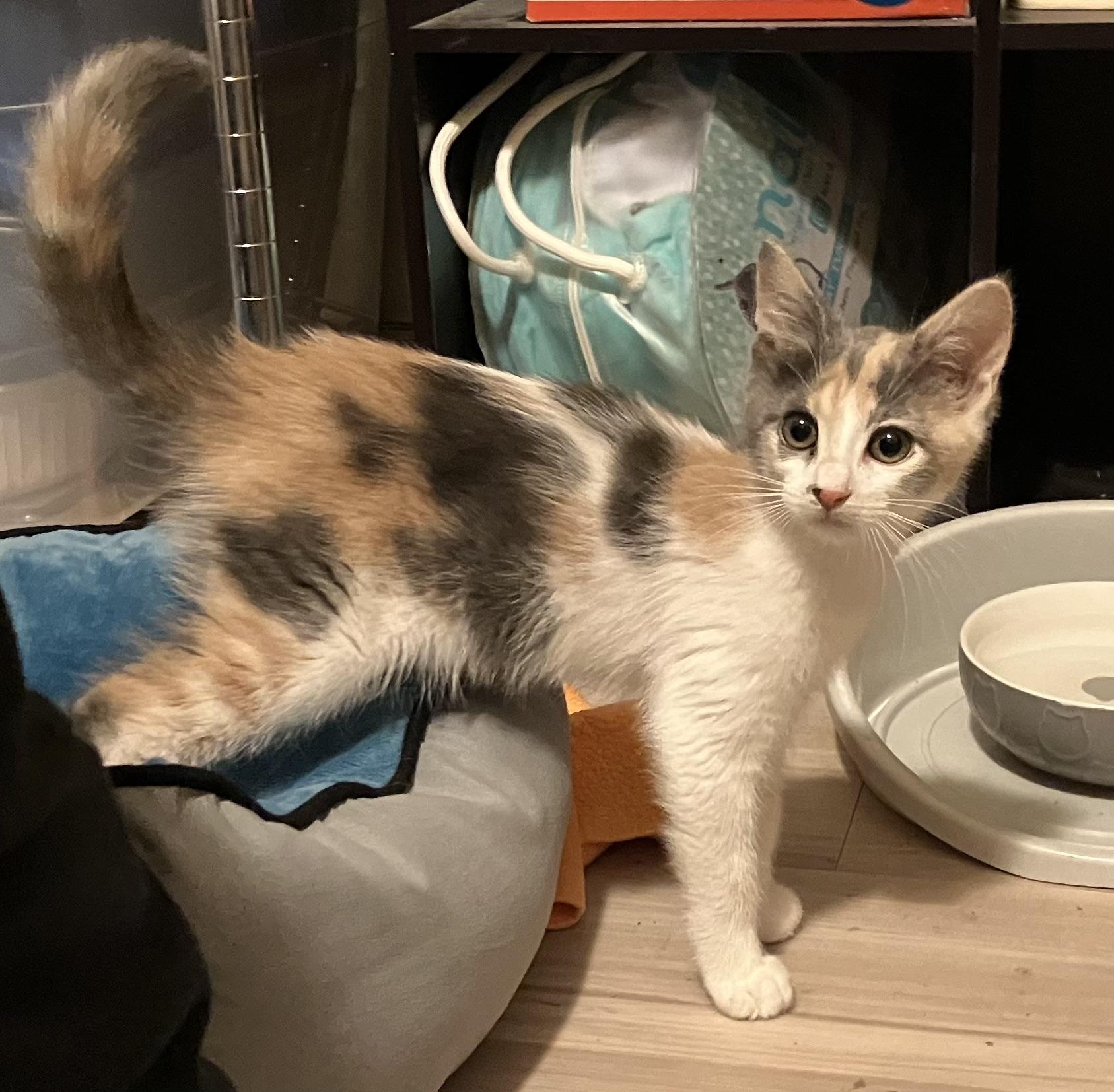 Minnie, a ADOPTABLE Dilute Tortoiseshell in San Leandro, CA image 1/5