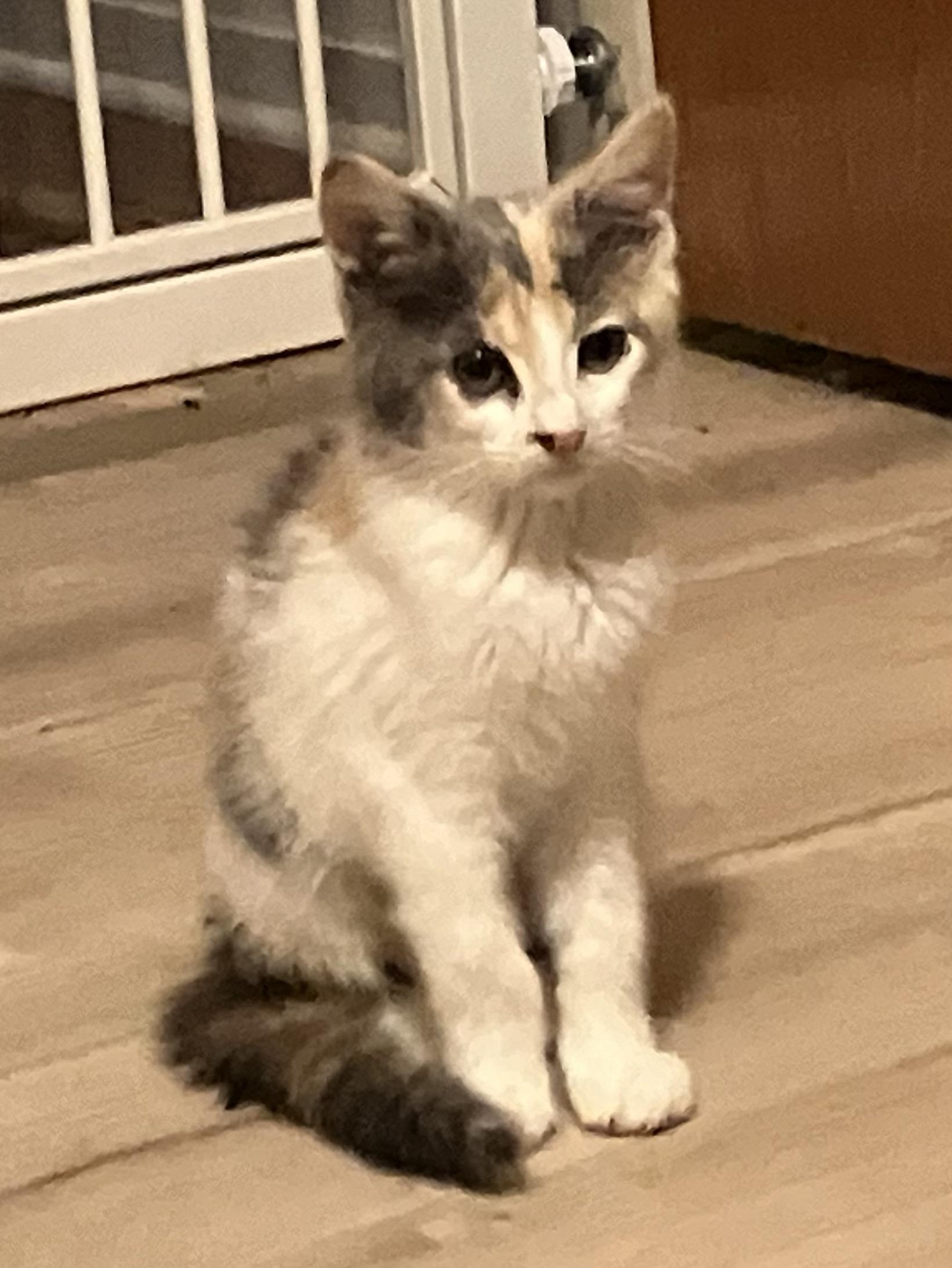 Minnie, a ADOPTABLE Dilute Tortoiseshell in San Leandro, CA image 2/5