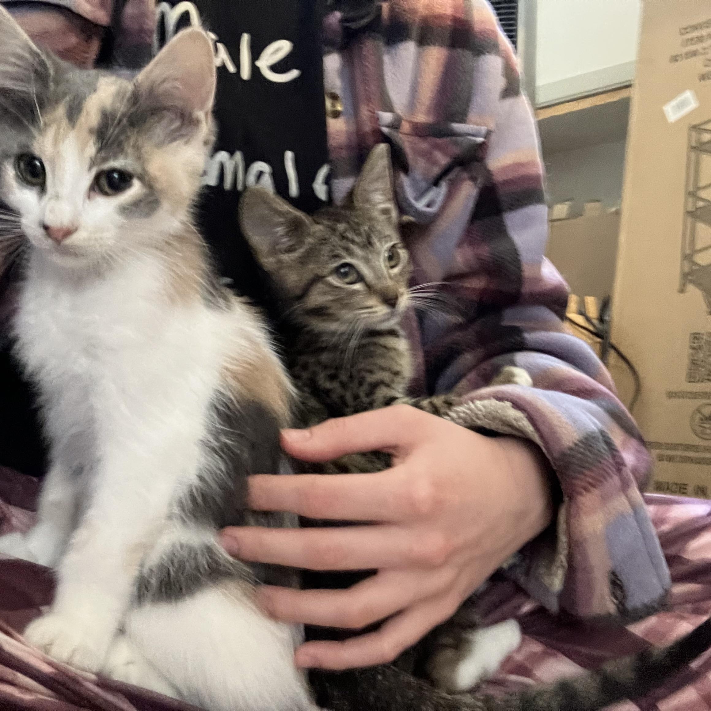 Minnie, a ADOPTABLE Dilute Tortoiseshell in San Leandro, CA image 5/5