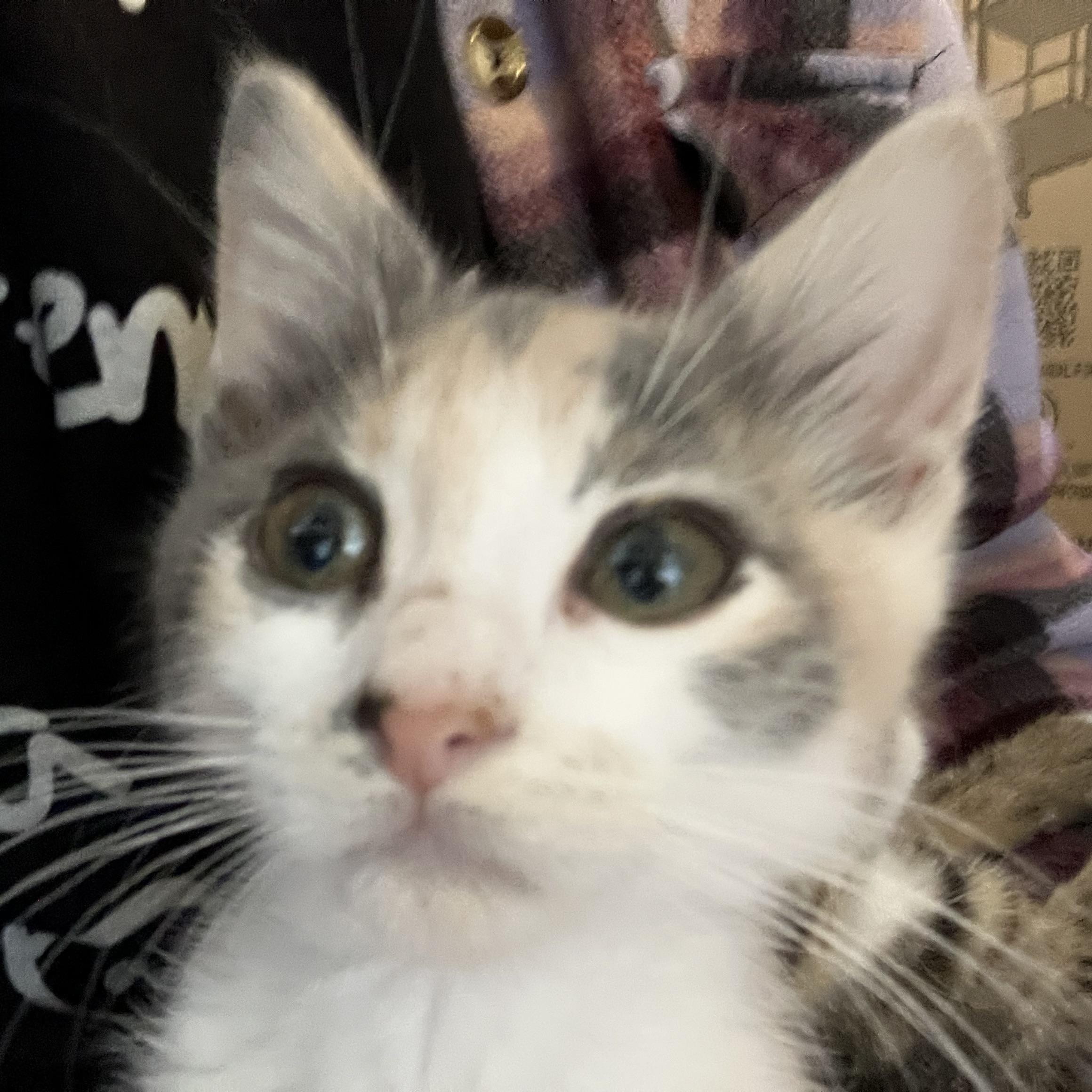 Minnie, a ADOPTABLE Dilute Tortoiseshell in San Leandro, CA image 4/5