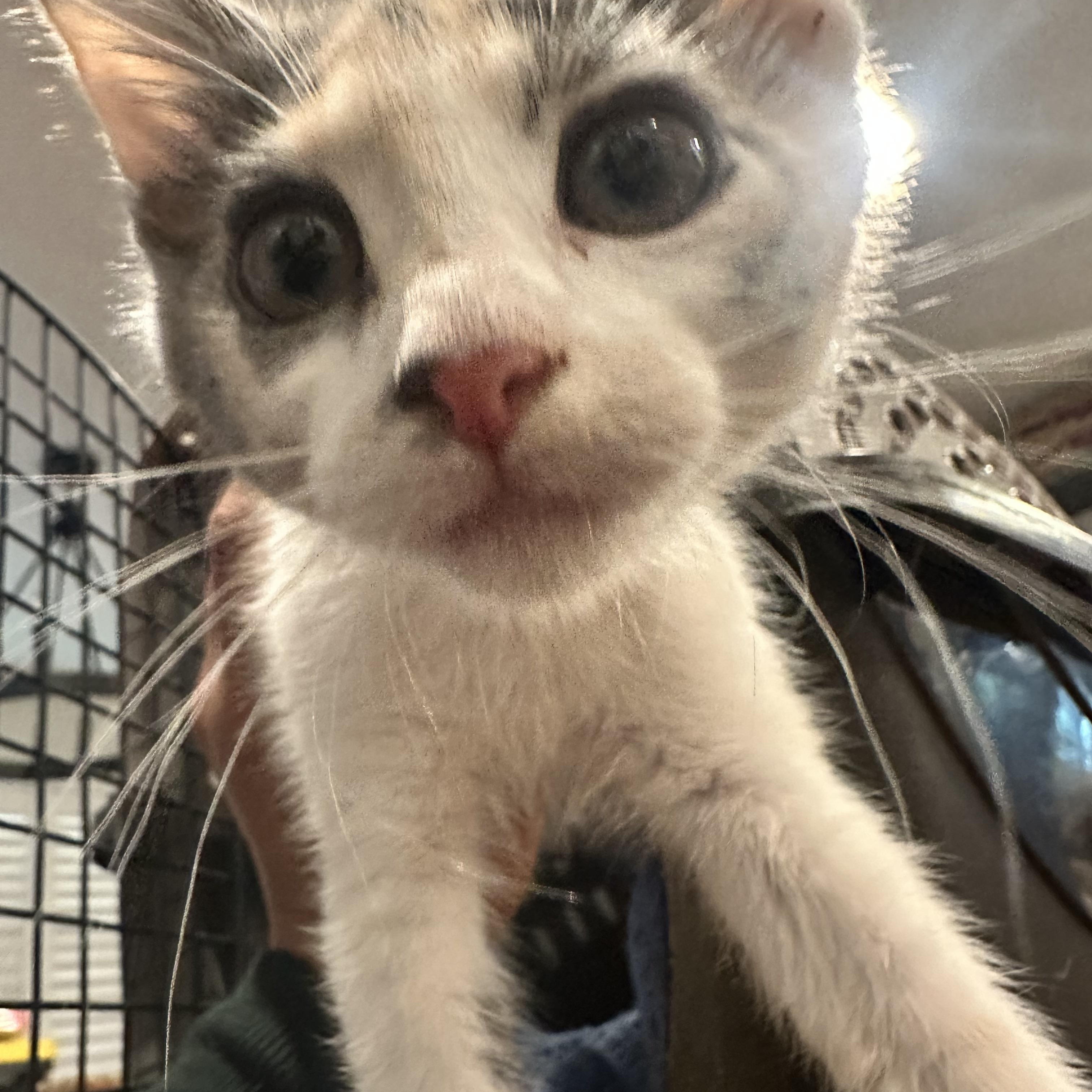 Minnie, a ADOPTABLE Dilute Tortoiseshell in San Leandro, CA image 3/5