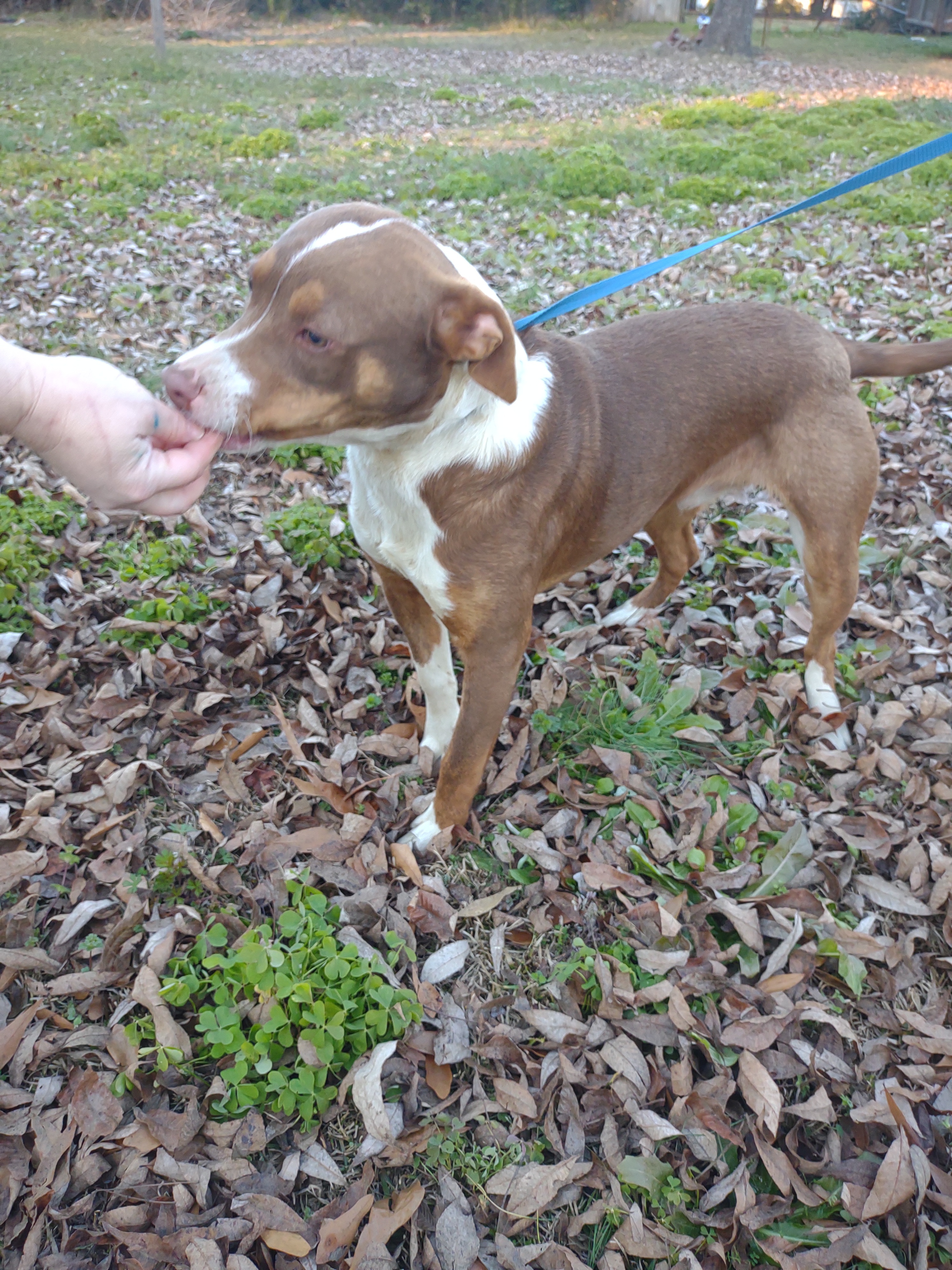 Beasty, a Adoptable mixed breed in North Augusta, SC image 3/6