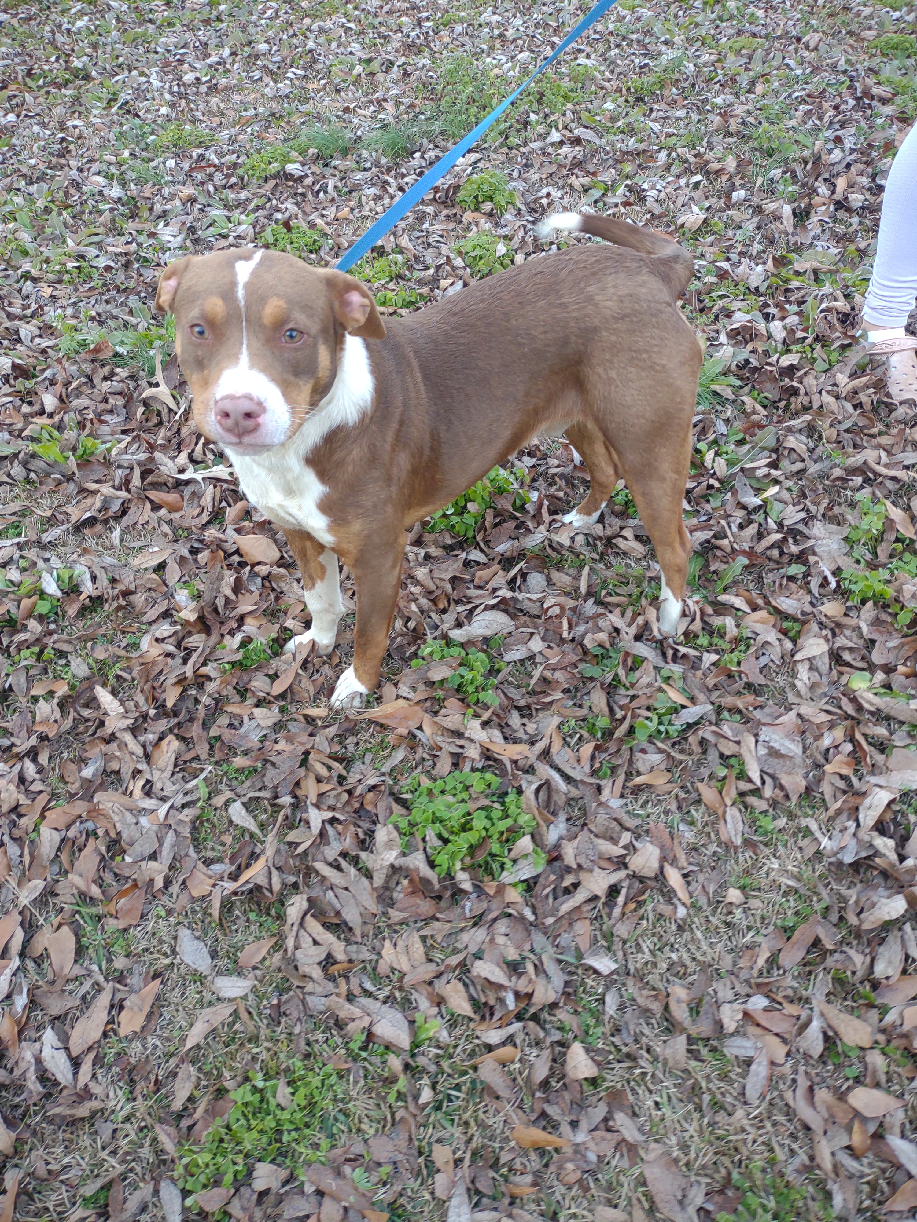 Beasty, a Adoptable mixed breed in North Augusta, SC image 4/6