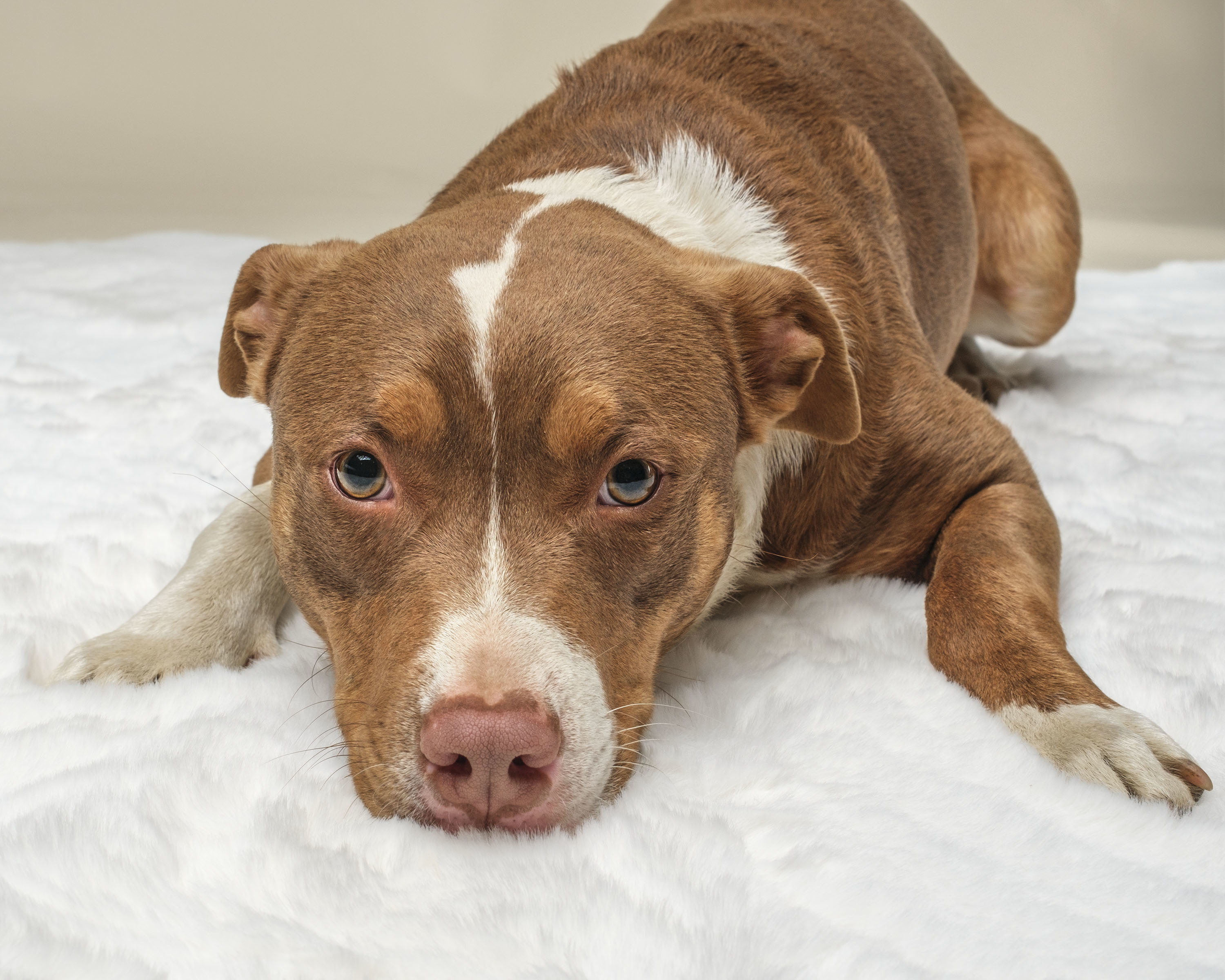 Beasty, a Adoptable mixed breed in North Augusta, SC image 5/6
