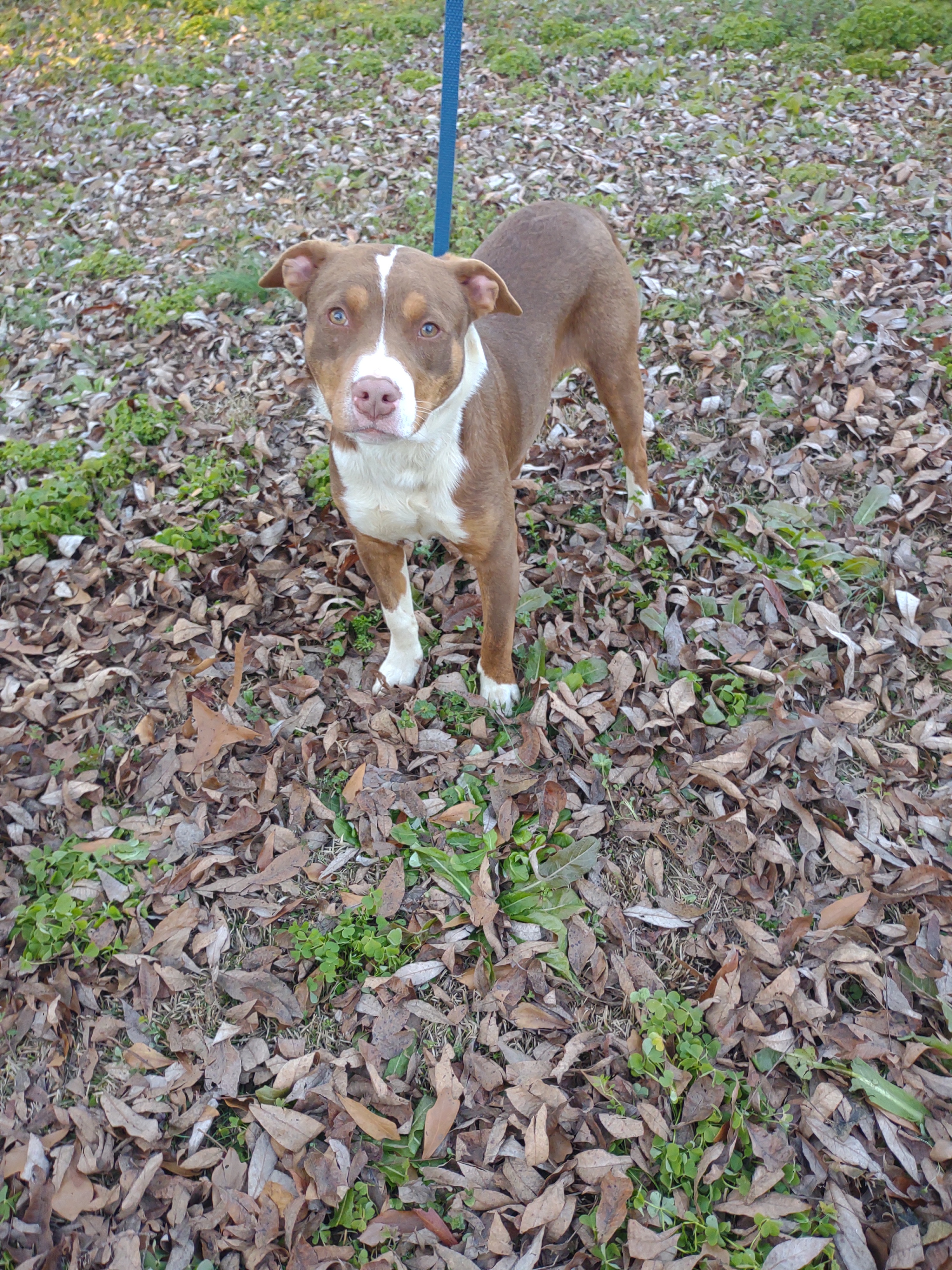 Beasty, a Adoptable mixed breed in North Augusta, SC image 6/6