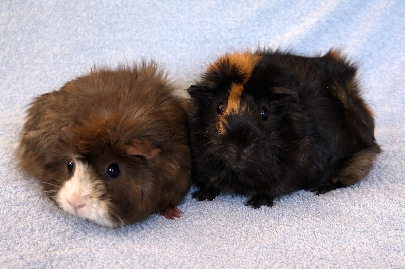 Enlarge Rizzo & Sandy, a Adoptable Abyssinian in Andover, CT image 4/6