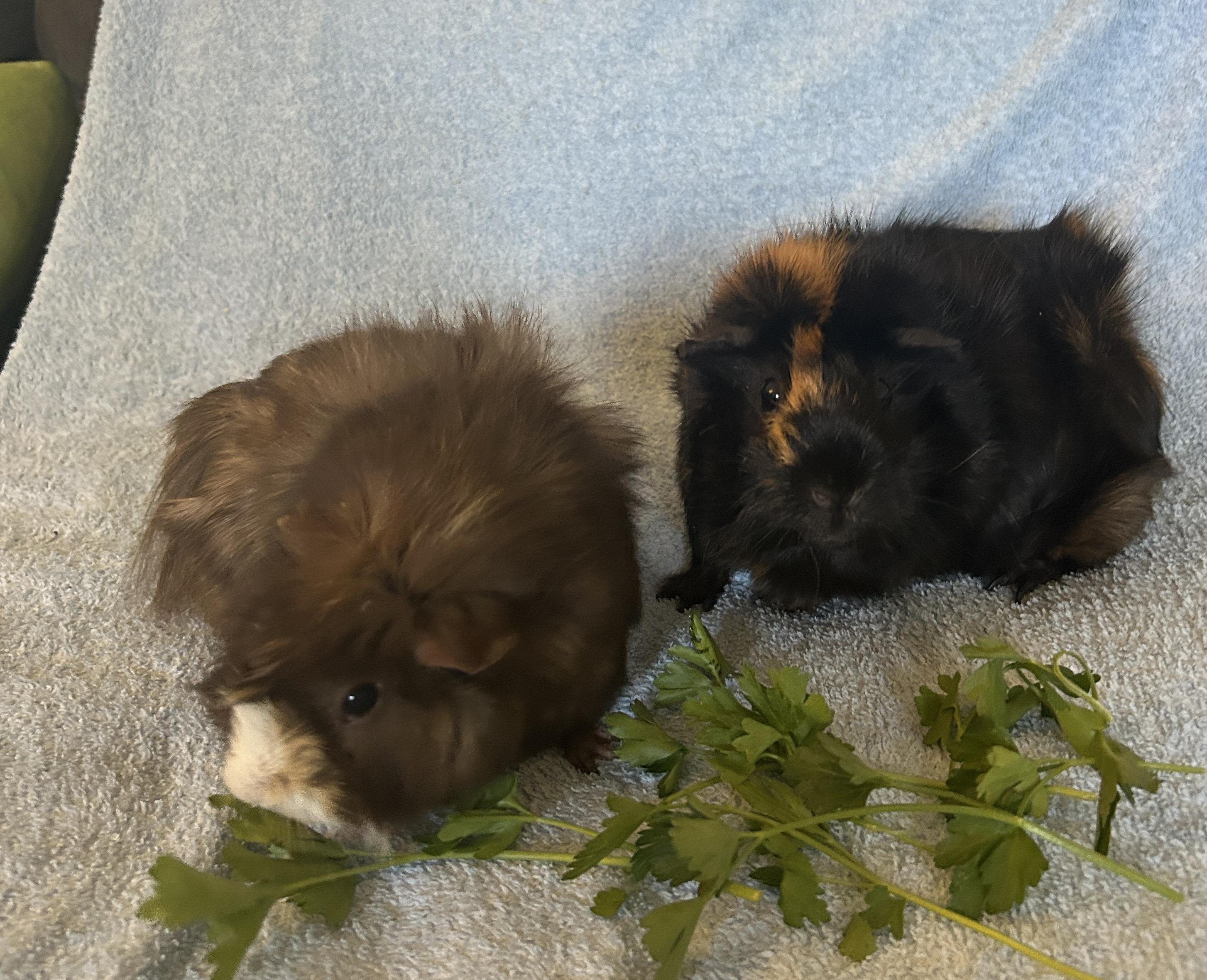 Enlarge Rizzo & Sandy, a Adoptable Abyssinian in Andover, CT image 6/6