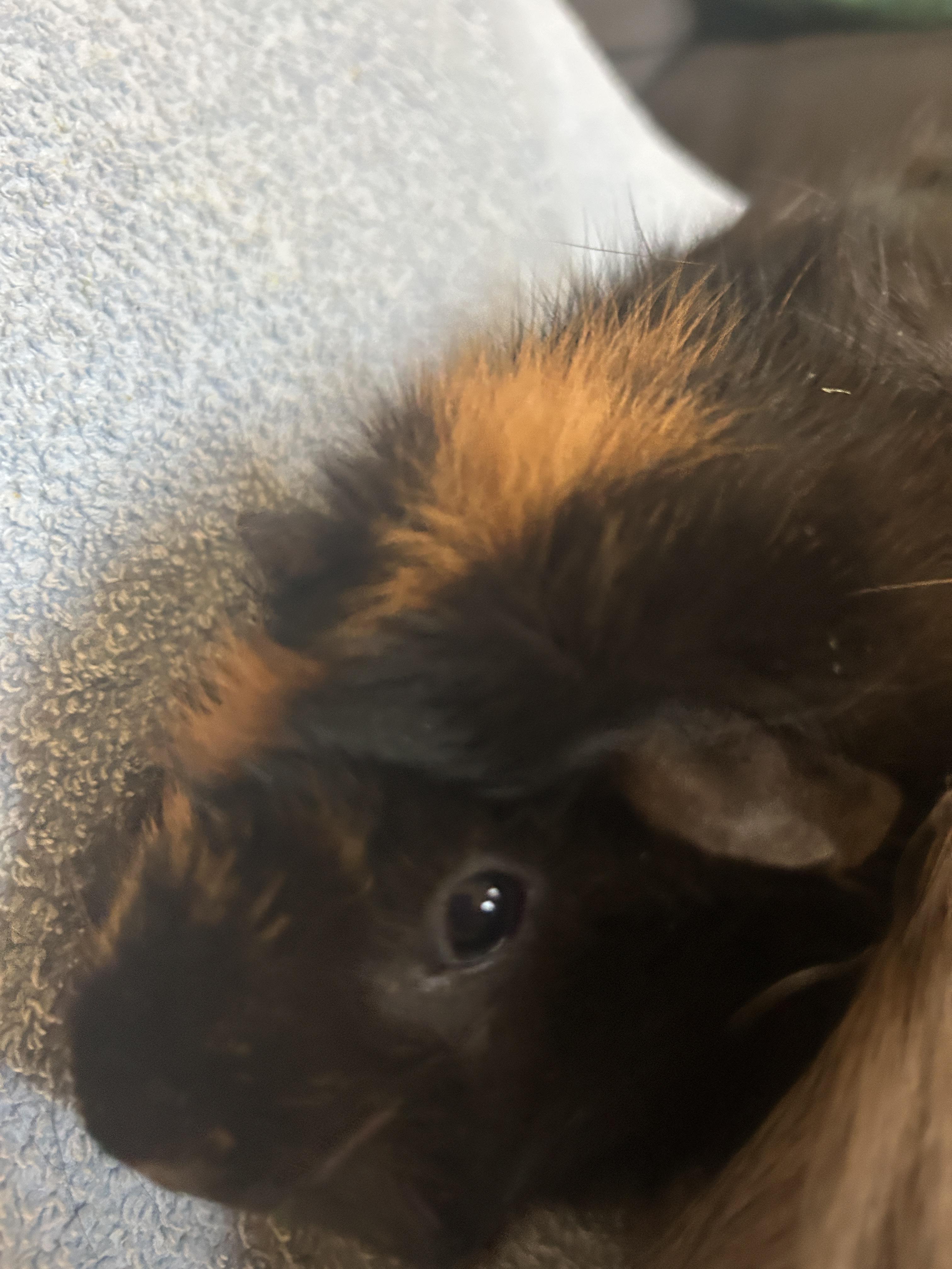 Enlarge Rizzo & Sandy, a Adoptable Abyssinian in Andover, CT image 5/6