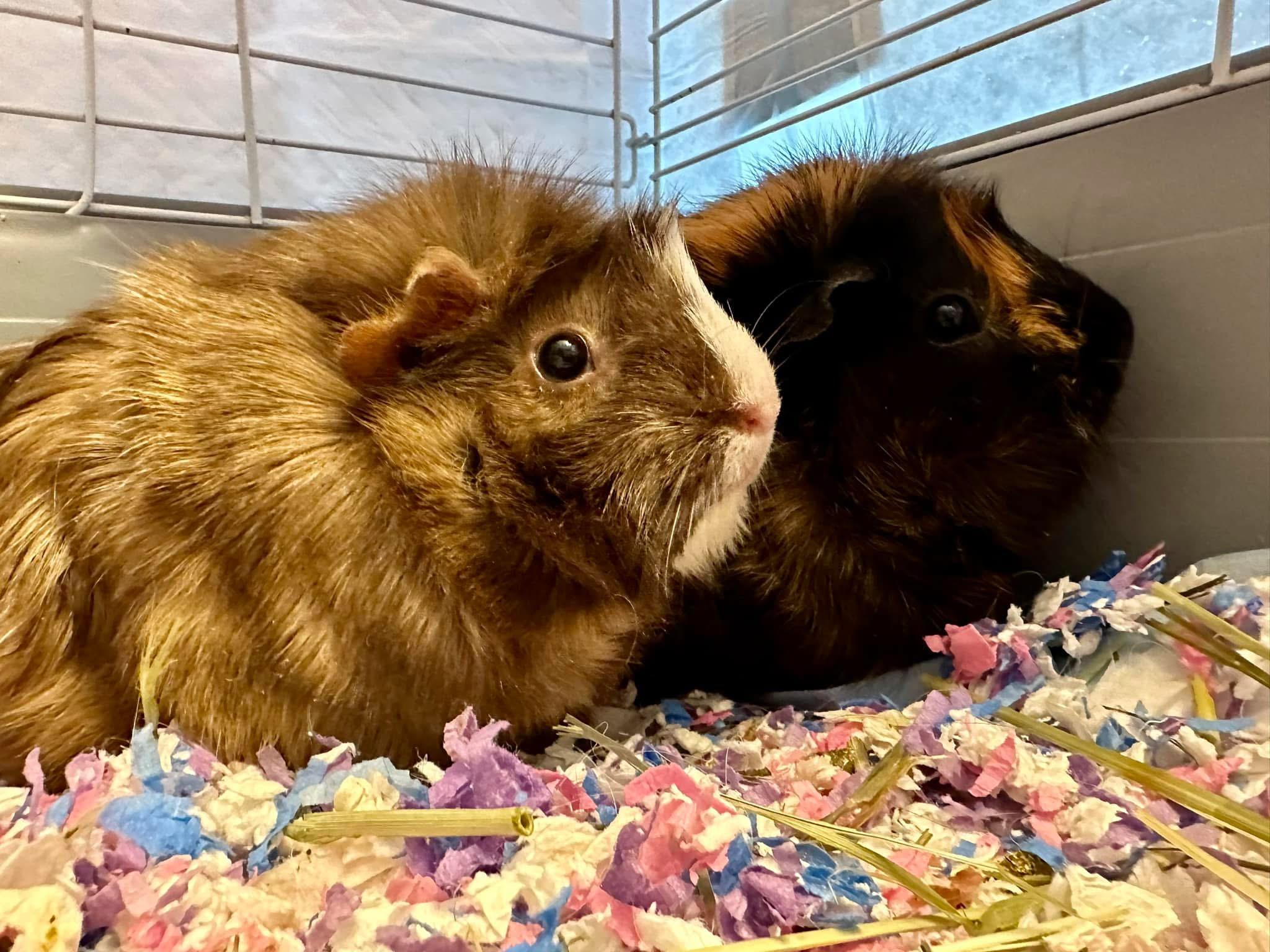 Enlarge Rizzo & Sandy, a Adoptable Abyssinian in Andover, CT image 3/6