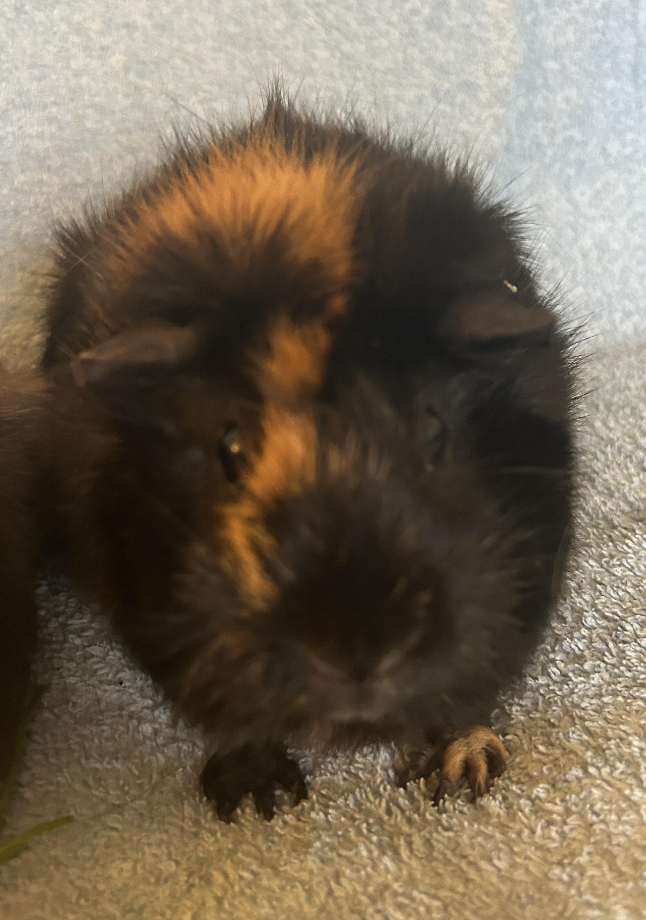 Enlarge Rizzo & Sandy, a Adoptable Abyssinian in Andover, CT image 1/6